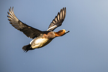 Obraz premium Male of Eurasian Wigeon, Mareca penelope, bird in flight over Marshes