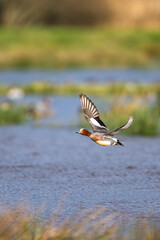 Male of Eurasian Wigeon, Mareca penelope, bird in flight over Marshes