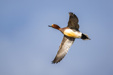 Male of Eurasian Wigeon, Mareca penelope, bird in flight over Marshes