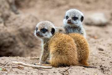 Naklejka na ściany i meble Juvenile meerkats resting in the sandy soil of their natural habitat