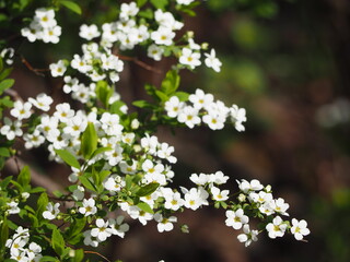 春の花　ユキヤナギ