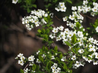 春の花　ユキヤナギ