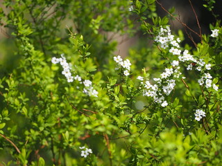 春の花　ユキヤナギ
