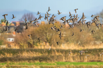 Eurasian Wigeon, Mareca penelope, birds in flight over Marshes