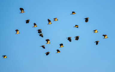Northern Lapwing, Vanellus vanellus, birds in flight over marshes at winter