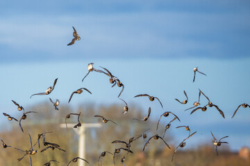 Peregrine Falcon during an attack on a flock of ducks, Eurasian Wigeon and Eurasian Teal