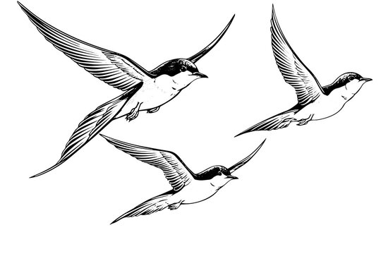 Flying swallow hand drawn ink sketch. Engraved style vector illustration.