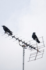 Crows perched on a television antenna
