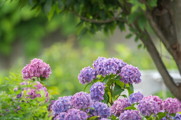 Fototapeta premium 梅雨の季節に咲く紫の紫陽花の花