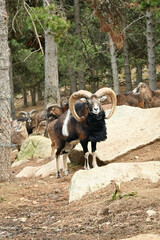 mouflon a cornes recourb&eacute;es