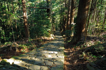 Kumano trail, path in the forest