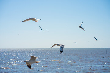 Fototapeta na wymiar Group of flying seagulls at Bangpu vacation center