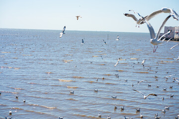 Group of flying seagulls at Bangpu vacation center