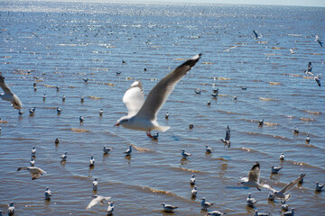 Group of flying seagulls at Bangpu vacation center