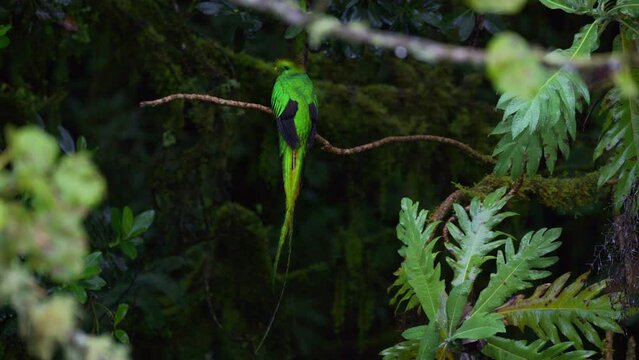 Resplendent Quetzal (Pharomachrus mocinno) male perched on branch,  flying away, San Gerardo Costa Rica