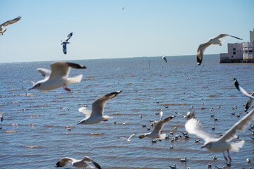 Group of flying seagulls at Bangpu vacation center
