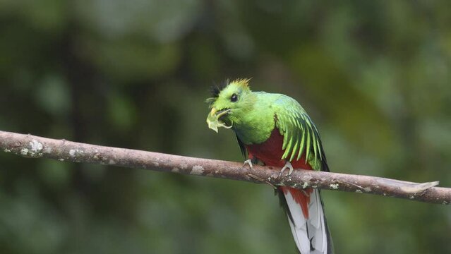 Resplendent Quetzal (Pharomachrus mocinno) male perched on branch, eating a wild avocado. San Gerardo, Costa Rica