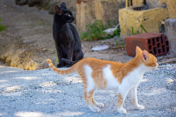 two different cats standing side by side outdoors in the yard