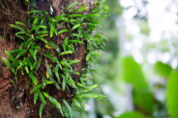 Beautiful plants on big trees