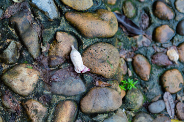Natural stones line the walkway.