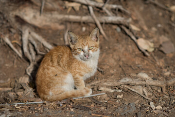 Ginger and white dirty, abandoned, feral street kitten sitting on a patch of dirt and leaves.