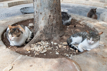 Feral cats find a resting spot in the dirt beneath a tree in the center of Jerusalem, Israel.