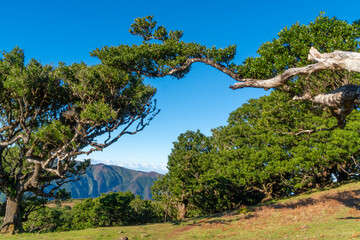 Fanal Forest Panoramic Views at Madeira