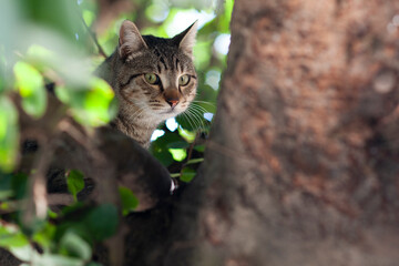 The head of an adult, tiger stripe feral cat peeks out from behind a camouflage of leaves and tree...