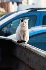 Dirty, white, feral street cat sitting upright on the metal edge of a garbage dumpster.