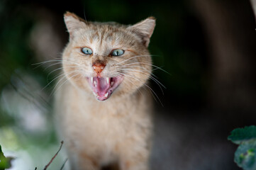 Isolated, orange and white, feral street cat grits its teeth and strikes a defensive pose to ward...
