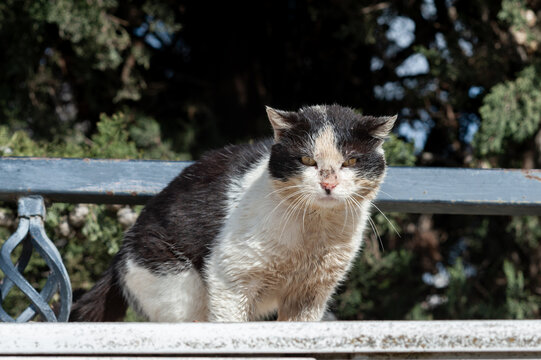 Dirty, mangy, black and white feral Jerusalem street cat looking down from a stone wall.