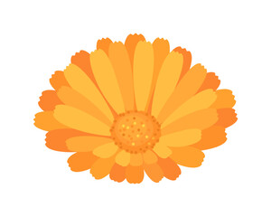 Calendula or marigold isolated on white background. Vector cartoon flat illustration of orange flower head. Floral simple icon.