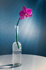 Blumenvase mit Orchidee