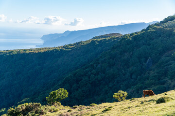 Coast of Madeira 