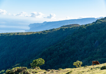 Fototapeta na wymiar Fanal Forest Panoramic Views at Madeira