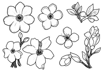 Sakura flower set hand drawn ink sketch. Engraved style vector illustration.