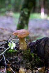 Single Boletus edulis or porcini mushroom growing in the forest. .