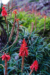 Blooming Aloe Plants on Madeira