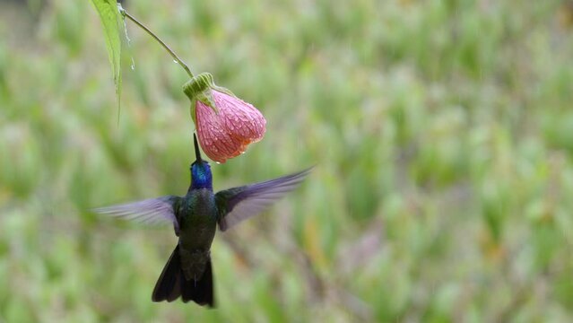 Magnificent Hummingbird (Eugenes fulgens)  feeding on a Abutilon pictum flower, Costa Rica