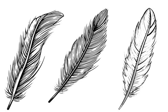 Set of feather engraved in sketch style isolated on white background. Vintage hand drawn ink sketch.