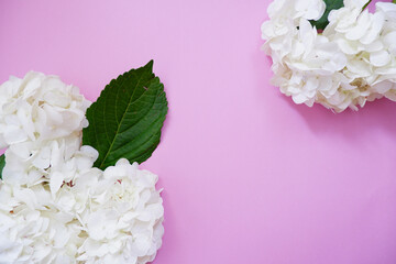 Beautiful white hydrangea flower on pink background. Full blooming hydrangea flowers composition colorful background. 