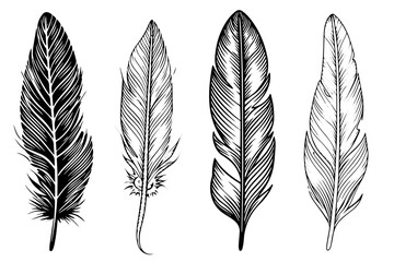 Set of feather engraved in sketch style isolated on white background. Vintage hand drawn ink sketch. - obrazy, fototapety, plakaty