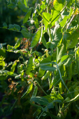 Obraz premium Sugar peas with flowers and pods in the vegetable garden over blurry background..