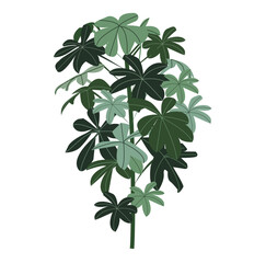 graphic elements for illustration and design, schefflera indoor flowers