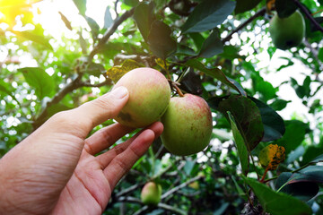 Farmer picking organic apples hanging on tree branches in an apple orchard. Typical apples from Malang, Indonesia. 