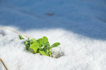 雪が積もった畑のえんどう豆