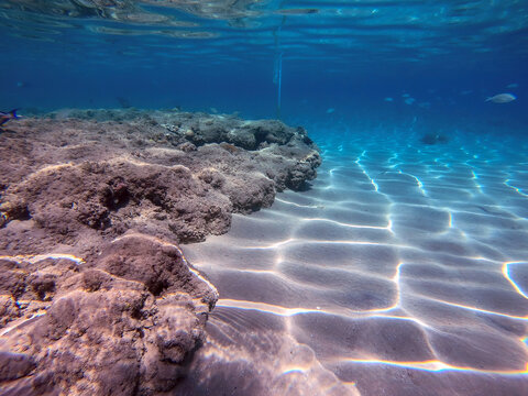 Underwater life of reef with corals and tropical fish. Coral Reef at the Red Sea, Egypt.