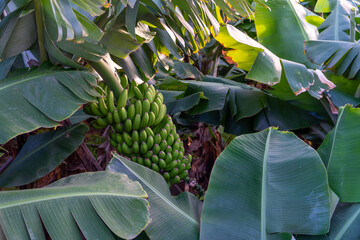 Green Bananas on a tree at a plantation on Madeira - obrazy, fototapety, plakaty