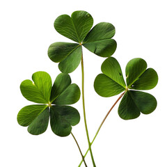 three clover leaves on a white background