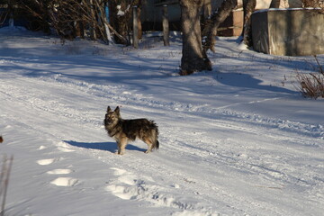 A fox in the snow